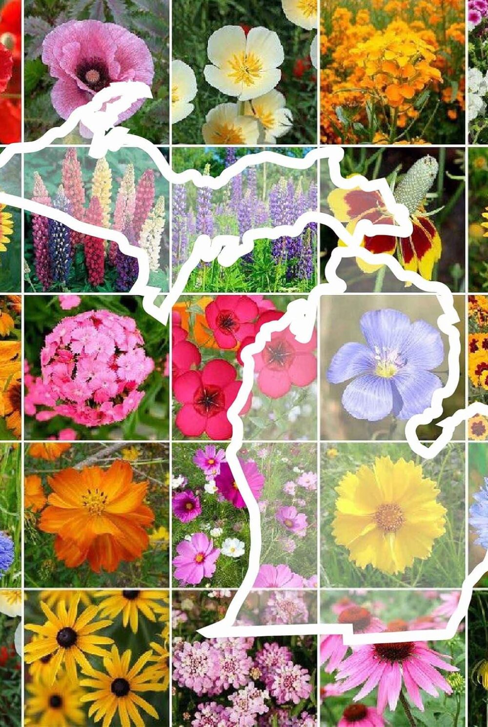 Eden Brothers Michigan Wildflower Mixed Seeds for Planting, 1/4 lb, 120,000+ Seeds with Cornflower, Sweet William, Cosmos | Attracts Pollinators, Plant in Spring or Fall, Zones 3, 4, 5, 6, 7, 8, 9, 10