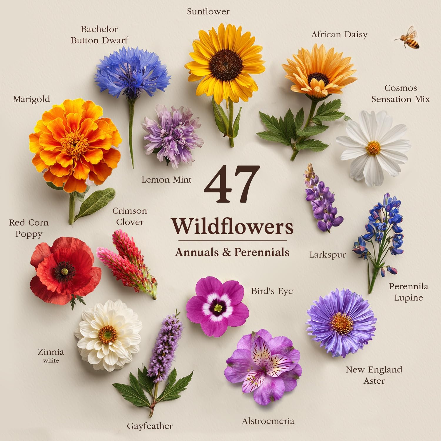 Seedboy Non-GMO Wildflower Seeds for Pollinators Bees Butterflies (2oz) | 40,000+ Seeds, 47 Annual and Perennial Varieties; Attracts Hummingbirds; Bulk Scatter Mix for Meadows - Image 2