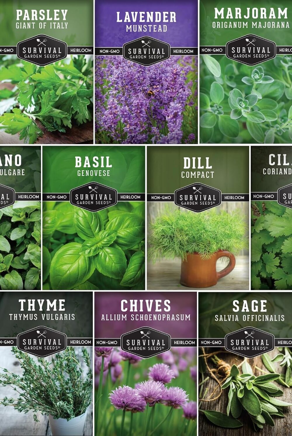 10 Culinary Herb Seed Packs for Planting – Survival Garden Seeds | Basil, Cilantro, Lavender, Dill, Parsley, Oregano, Thyme, Sage, Chives, Marjoram – Indoor Kitchen Herb Kit