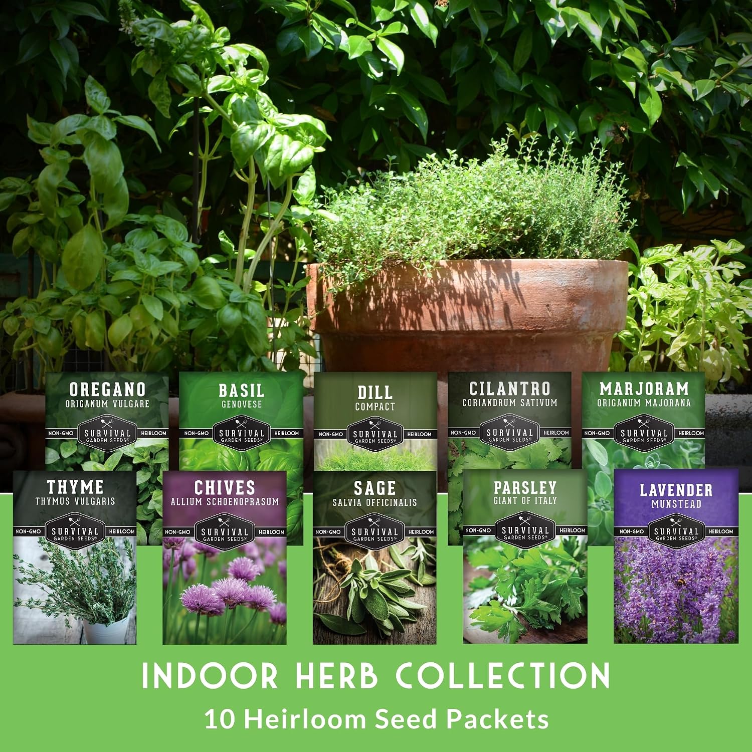 10 Culinary Herb Seed Packs for Planting – Survival Garden Seeds | Basil, Cilantro, Lavender, Dill, Parsley, Oregano, Thyme, Sage, Chives, Marjoram – Indoor Kitchen Herb Kit - Image 3