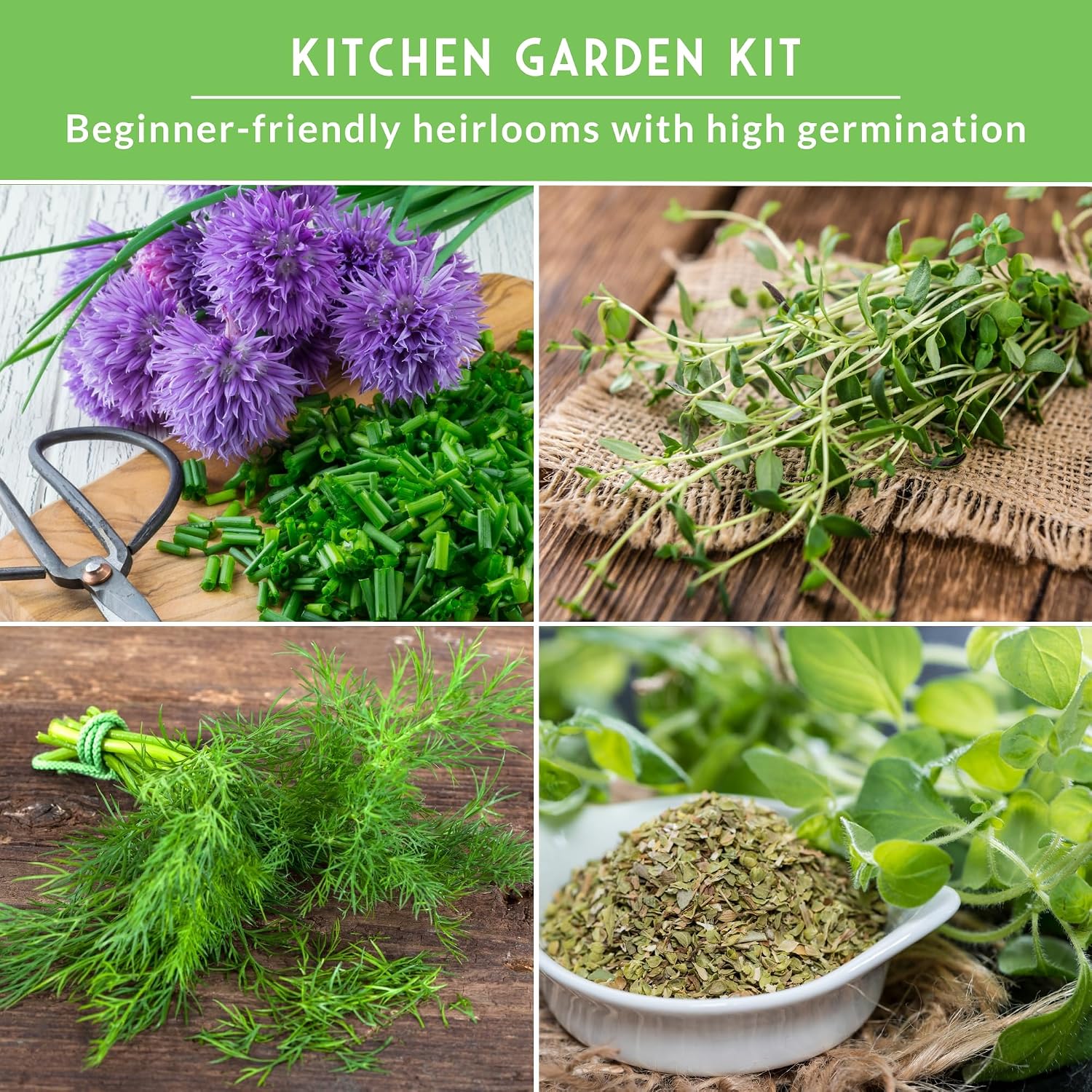 10 Culinary Herb Seed Packs for Planting – Survival Garden Seeds | Basil, Cilantro, Lavender, Dill, Parsley, Oregano, Thyme, Sage, Chives, Marjoram – Indoor Kitchen Herb Kit - Image 4