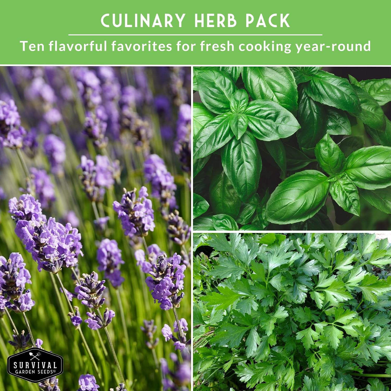 10 Culinary Herb Seed Packs for Planting – Survival Garden Seeds | Basil, Cilantro, Lavender, Dill, Parsley, Oregano, Thyme, Sage, Chives, Marjoram – Indoor Kitchen Herb Kit - Image 5
