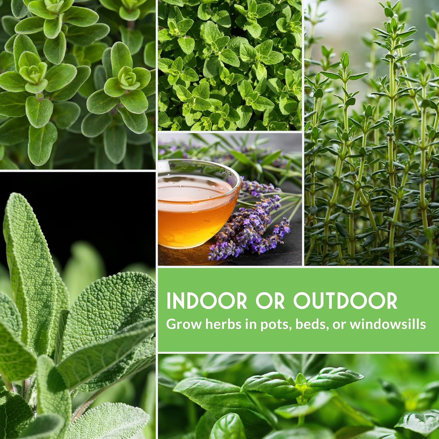 10 Culinary Herb Seed Packs for Planting – Survival Garden Seeds | Basil, Cilantro, Lavender, Dill, Parsley, Oregano, Thyme, Sage, Chives, Marjoram – Indoor Kitchen Herb Kit - Image 6