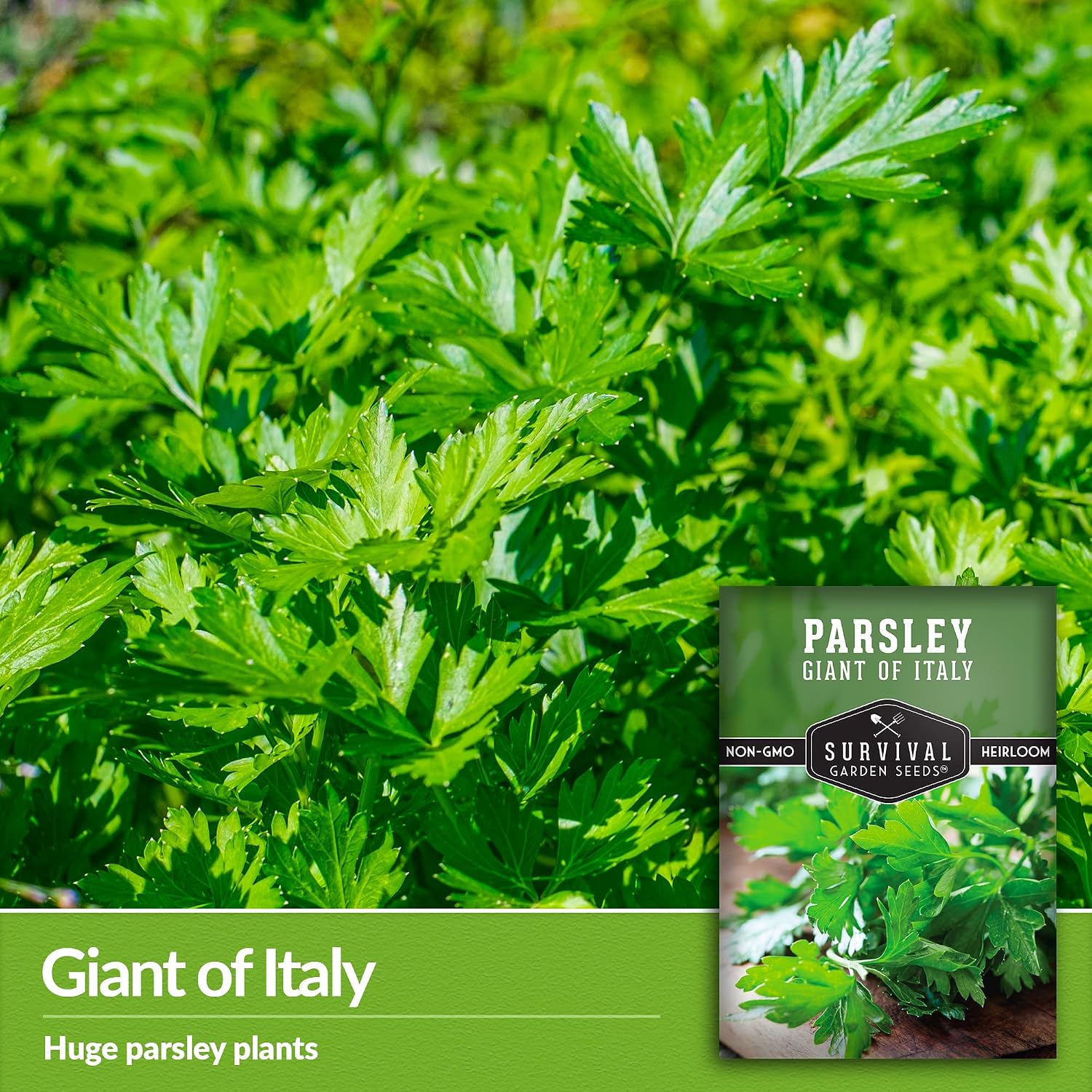 Giant of Italy Parsley Seeds for Planting - 1 Pack | Italian Flat Leaf Heirloom Herb with Large Flavorful Leaves, Non-GMO, Great for Cooking & Drying - Survival Garden Seeds - Image 3