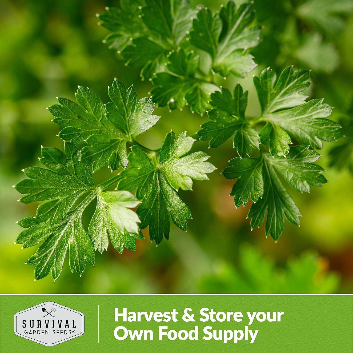 Giant of Italy Parsley Seeds for Planting - 1 Pack | Italian Flat Leaf Heirloom Herb with Large Flavorful Leaves, Non-GMO, Great for Cooking & Drying - Survival Garden Seeds - Image 5