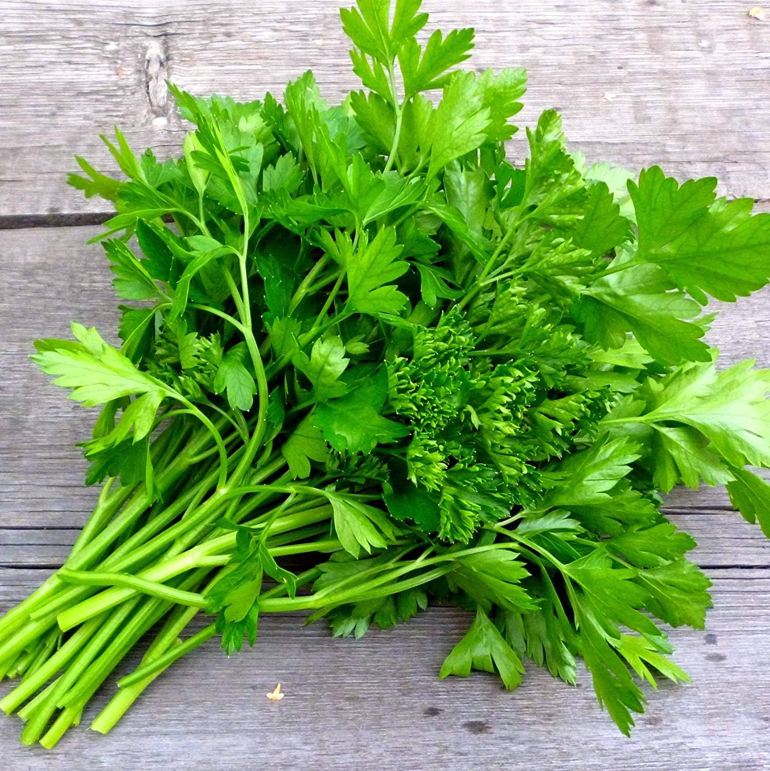 Seeds - Parsley Seeds - Dark Green Italian - Non-GMO Seeds with Easy to Follow Instructions - Open-Pollinated High Yield Heirloom 90% Germination Rate 2.0g - Image 3