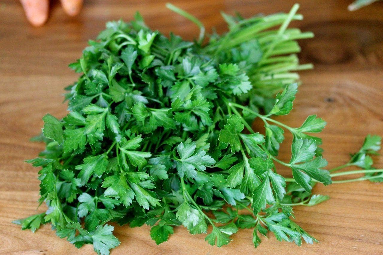 Seeds - Parsley Seeds - Dark Green Italian - Non-GMO Seeds with Easy to Follow Instructions - Open-Pollinated High Yield Heirloom 90% Germination Rate 2.0g - Image 4