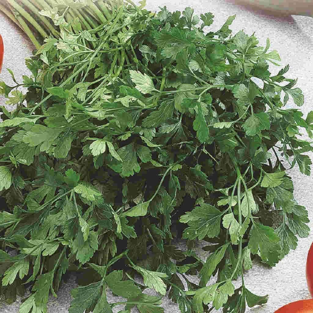 Seeds - Parsley Seeds - Dark Green Italian - Non-GMO Seeds with Easy to Follow Instructions - Open-Pollinated High Yield Heirloom 90% Germination Rate 2.0g - Image 5