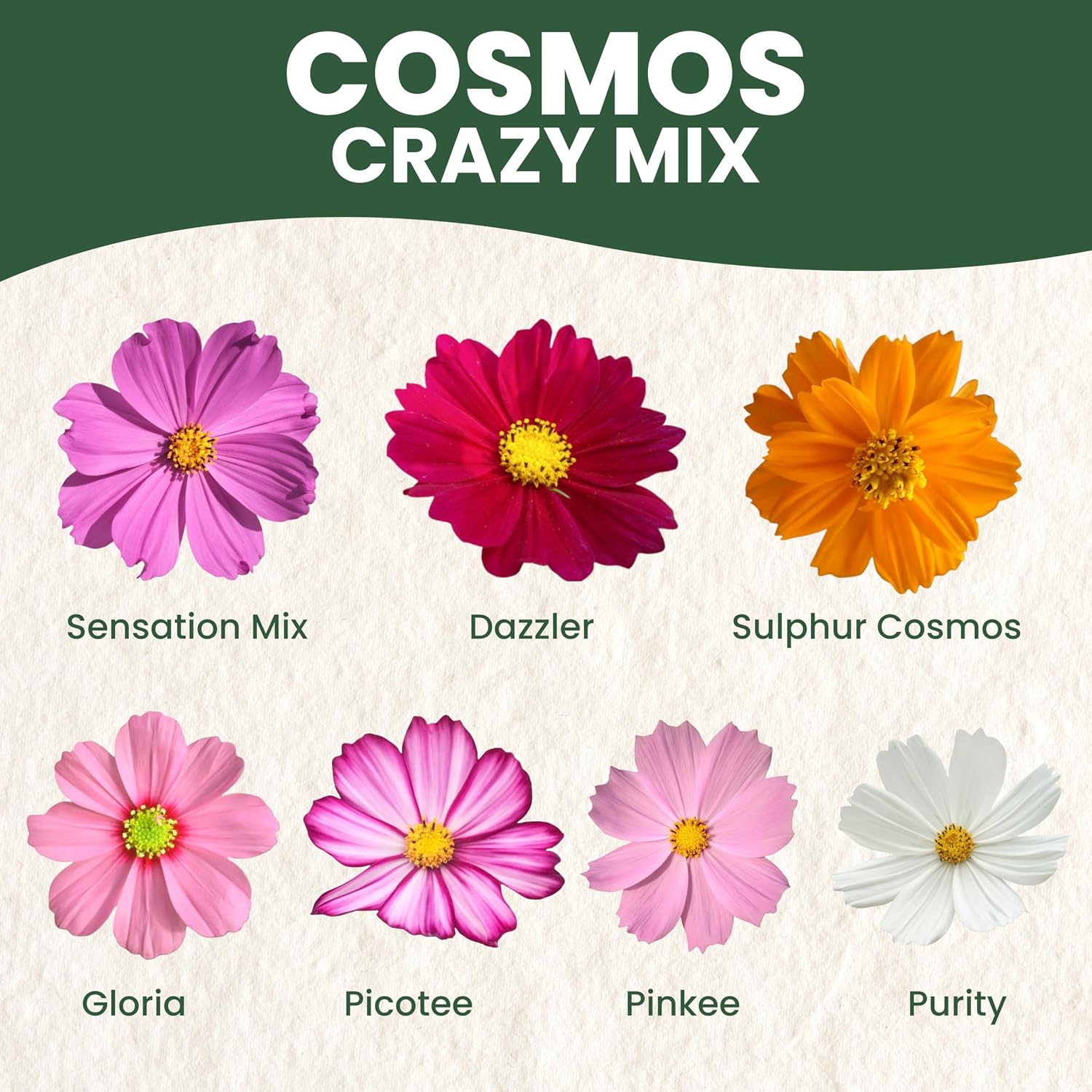 Crazy Cosmos Mix - Large 1 Ounce Packet - 5,000 Flower Seeds for Planting - Cosmos bipinnatus - Image 3