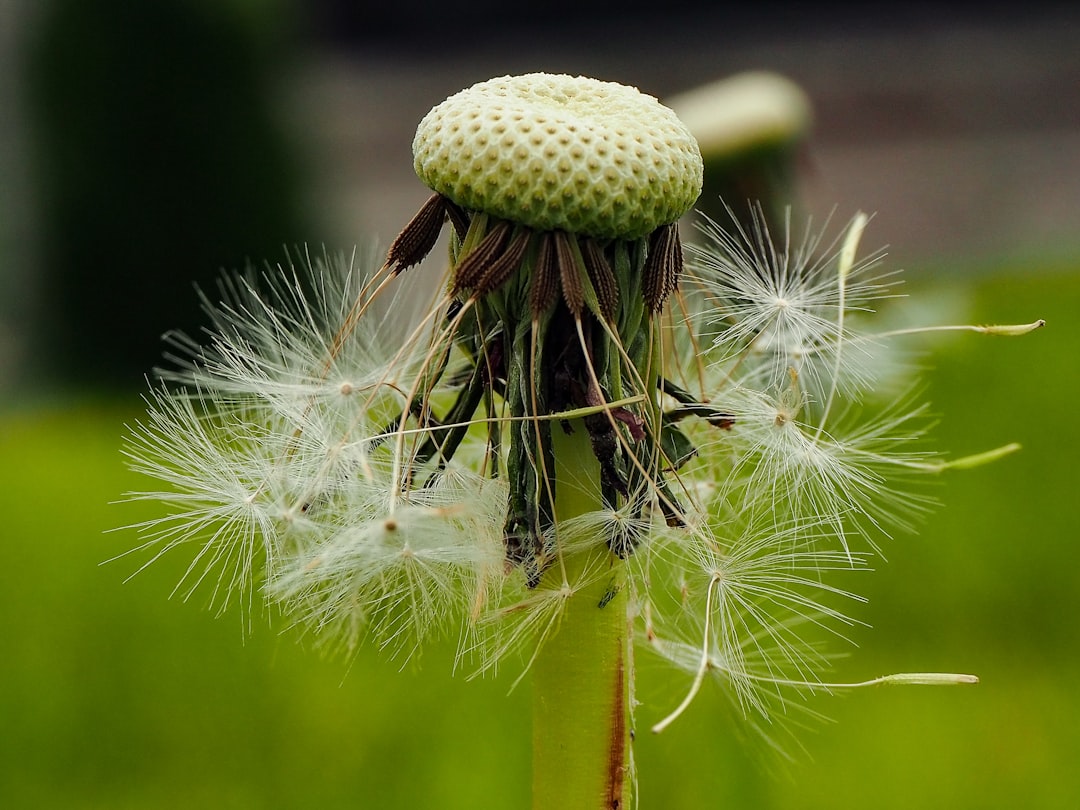 How to Choose the Perfect Flower Seeds for Your Garden