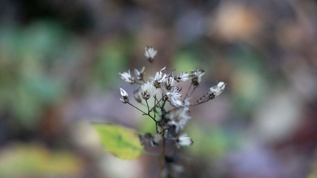 Top Ten Flower Seeds That Thrive in Any Climate
