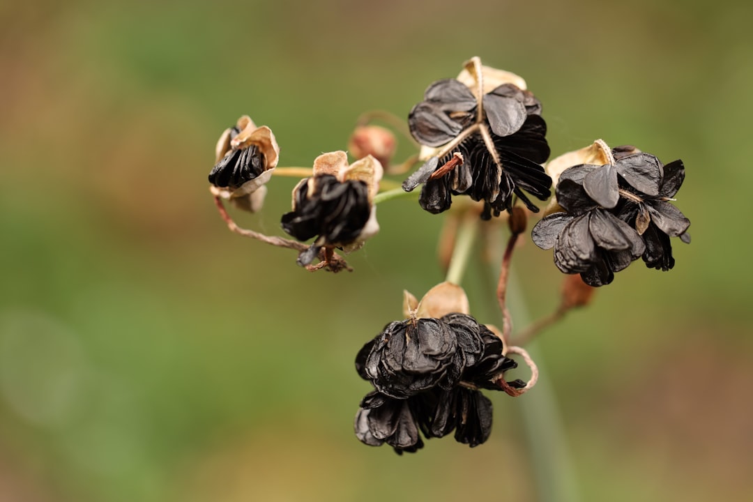 Beginner’s Guide to Growing Beautiful Flowers from Seeds