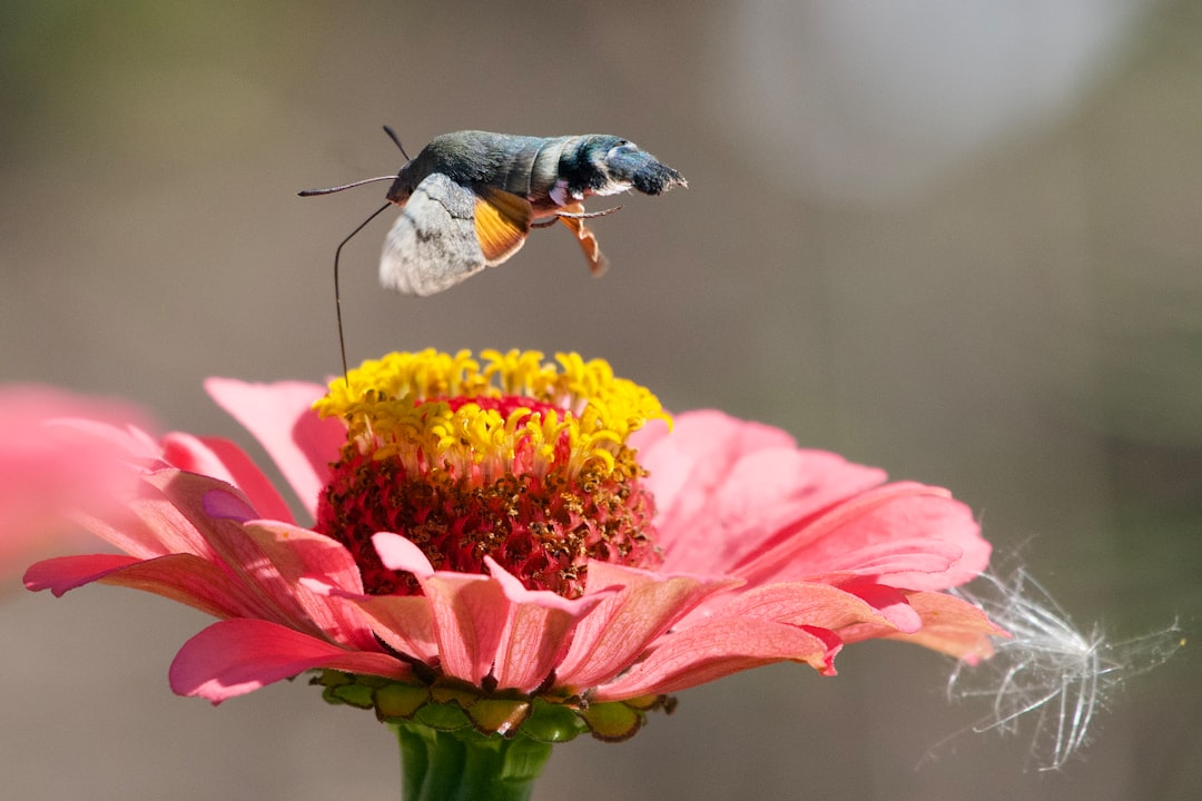 The Best Flower Seeds to Attract Pollinators to Your Yard