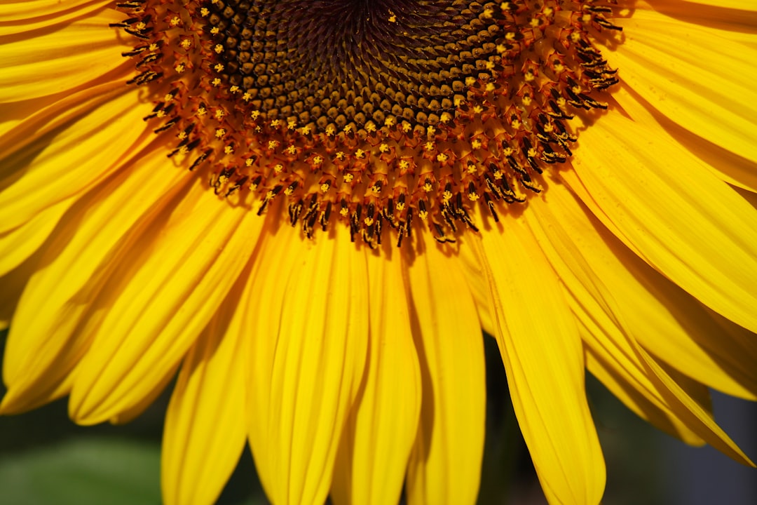 Understanding the Different Types of Flower Seeds Available Today