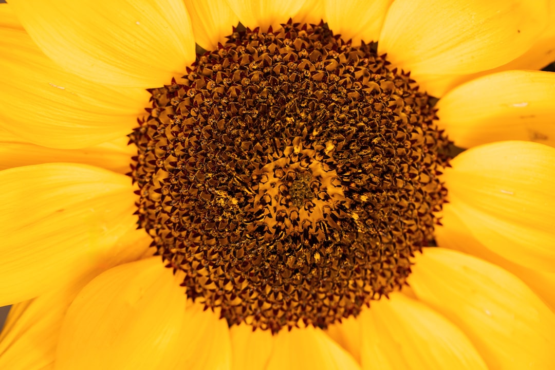 Seasonal Flower Seed Planting Tips for a Colorful Garden