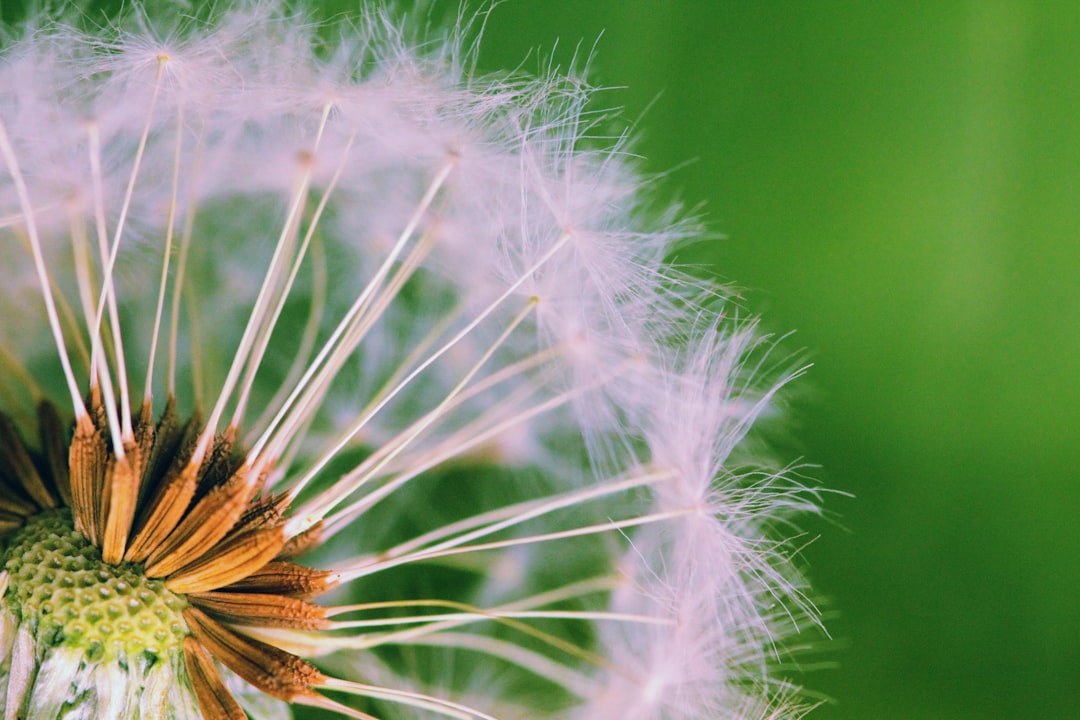 The Environmental Benefits of Growing Your Own Flowers from Seeds